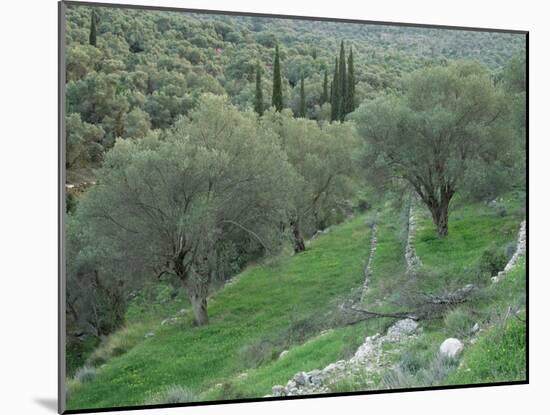 Terraced Olive Grove, Samos, Greece-Rolf Nussbaumer-Mounted Photographic Print