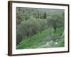 Terraced Olive Grove, Samos, Greece-Rolf Nussbaumer-Framed Photographic Print