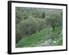 Terraced Olive Grove, Samos, Greece-Rolf Nussbaumer-Framed Photographic Print