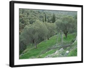 Terraced Olive Grove, Samos, Greece-Rolf Nussbaumer-Framed Photographic Print