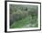 Terraced Olive Grove, Samos, Greece-Rolf Nussbaumer-Framed Photographic Print