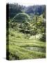 Terraced Rice Fields, Bali, Indonesia, Southeast Asia-Robert Harding-Stretched Canvas