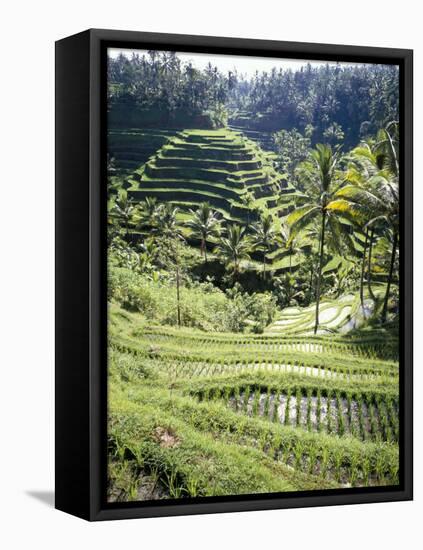 Terraced Rice Fields, Bali, Indonesia, Southeast Asia-Robert Harding-Framed Stretched Canvas