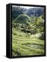 Terraced Rice Fields, Bali, Indonesia, Southeast Asia-Robert Harding-Framed Stretched Canvas