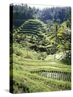 Terraced Rice Fields, Bali, Indonesia, Southeast Asia-Robert Harding-Stretched Canvas