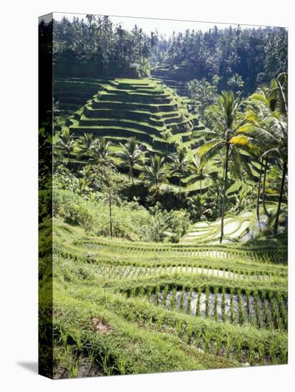 Terraced Rice Fields, Bali, Indonesia, Southeast Asia-Robert Harding-Stretched Canvas