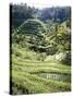 Terraced Rice Fields, Bali, Indonesia, Southeast Asia-Robert Harding-Stretched Canvas