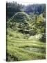 Terraced Rice Fields, Bali, Indonesia, Southeast Asia-Robert Harding-Stretched Canvas