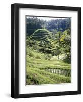 Terraced Rice Fields, Bali, Indonesia, Southeast Asia-Robert Harding-Framed Premium Photographic Print