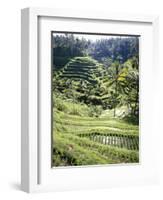 Terraced Rice Fields, Bali, Indonesia, Southeast Asia-Robert Harding-Framed Photographic Print