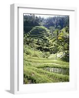 Terraced Rice Fields, Bali, Indonesia, Southeast Asia-Robert Harding-Framed Photographic Print