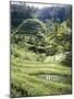 Terraced Rice Fields, Bali, Indonesia, Southeast Asia-Robert Harding-Mounted Photographic Print