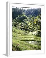 Terraced Rice Fields, Bali, Indonesia, Southeast Asia-Robert Harding-Framed Photographic Print