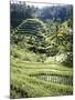 Terraced Rice Fields, Bali, Indonesia, Southeast Asia-Robert Harding-Mounted Photographic Print