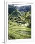 Terraced Rice Fields, Bali, Indonesia, Southeast Asia-Robert Harding-Framed Photographic Print