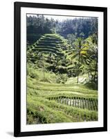 Terraced Rice Fields, Bali, Indonesia, Southeast Asia-Robert Harding-Framed Photographic Print