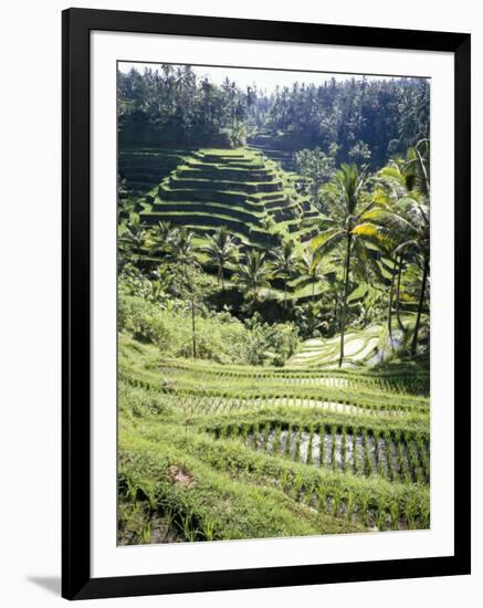 Terraced Rice Fields, Bali, Indonesia, Southeast Asia-Robert Harding-Framed Photographic Print