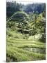 Terraced Rice Fields, Bali, Indonesia, Southeast Asia-Robert Harding-Mounted Photographic Print