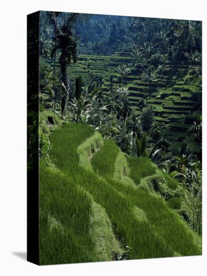 Terraced Rice Fields Near Gagah, Bali, Indonesia, Southeast Asia-James Green-Stretched Canvas