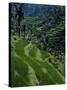 Terraced Rice Fields Near Gagah, Bali, Indonesia, Southeast Asia-James Green-Stretched Canvas