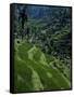 Terraced Rice Fields Near Gagah, Bali, Indonesia, Southeast Asia-James Green-Framed Stretched Canvas