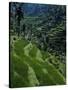 Terraced Rice Fields Near Gagah, Bali, Indonesia, Southeast Asia-James Green-Stretched Canvas