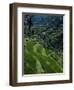 Terraced Rice Fields Near Gagah, Bali, Indonesia, Southeast Asia-James Green-Framed Photographic Print