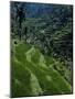 Terraced Rice Fields Near Gagah, Bali, Indonesia, Southeast Asia-James Green-Mounted Photographic Print