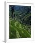 Terraced Rice Fields Near Gagah, Bali, Indonesia, Southeast Asia-James Green-Framed Photographic Print