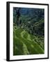 Terraced Rice Fields Near Gagah, Bali, Indonesia, Southeast Asia-James Green-Framed Photographic Print