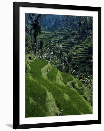 Terraced Rice Fields Near Gagah, Bali, Indonesia, Southeast Asia-James Green-Framed Photographic Print