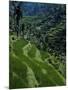 Terraced Rice Fields Near Gagah, Bali, Indonesia, Southeast Asia-James Green-Mounted Photographic Print