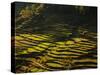 Terraced Rice Fields, Near Pokhara, Gandak, Nepal, Asia-Mark Chivers-Stretched Canvas