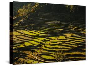 Terraced Rice Fields, Near Pokhara, Gandak, Nepal, Asia-Mark Chivers-Stretched Canvas