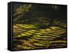 Terraced Rice Fields, Near Pokhara, Gandak, Nepal, Asia-Mark Chivers-Framed Stretched Canvas