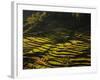 Terraced Rice Fields, Near Pokhara, Gandak, Nepal, Asia-Mark Chivers-Framed Photographic Print