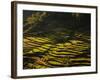 Terraced Rice Fields, Near Pokhara, Gandak, Nepal, Asia-Mark Chivers-Framed Photographic Print