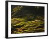 Terraced Rice Fields, Near Pokhara, Gandak, Nepal, Asia-Mark Chivers-Framed Photographic Print