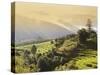 Terraced Rice Fields, Punakha, Bhutan, Himalayas, Asia-Angelo Cavalli-Stretched Canvas