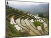 Terraced Rice Fields, Yuanyang, Yunnan Province, China-Angelo Cavalli-Mounted Photographic Print