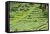 Terraced Rice Paddy and Vegetables Growing on the Fertile Sloping Hills of Central Java-Annie Owen-Framed Stretched Canvas