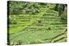 Terraced Rice Paddy and Vegetables Growing on the Fertile Sloping Hills of Central Java-Annie Owen-Stretched Canvas