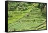 Terraced Rice Paddy and Vegetables Growing on the Fertile Sloping Hills of Central Java-Annie Owen-Framed Stretched Canvas