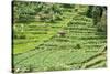 Terraced Rice Paddy and Vegetables Growing on the Fertile Sloping Hills of Central Java-Annie Owen-Stretched Canvas