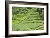Terraced Rice Paddy and Vegetables Growing on the Fertile Sloping Hills of Central Java-Annie Owen-Framed Photographic Print