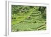 Terraced Rice Paddy and Vegetables Growing on the Fertile Sloping Hills of Central Java-Annie Owen-Framed Photographic Print