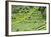 Terraced Rice Paddy and Vegetables Growing on the Fertile Sloping Hills of Central Java-Annie Owen-Framed Photographic Print