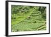 Terraced Rice Paddy and Vegetables Growing on the Fertile Sloping Hills of Central Java-Annie Owen-Framed Photographic Print