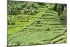Terraced Rice Paddy and Vegetables Growing on the Fertile Sloping Hills of Central Java-Annie Owen-Mounted Photographic Print