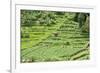 Terraced Rice Paddy and Vegetables Growing on the Fertile Sloping Hills of Central Java-Annie Owen-Framed Photographic Print